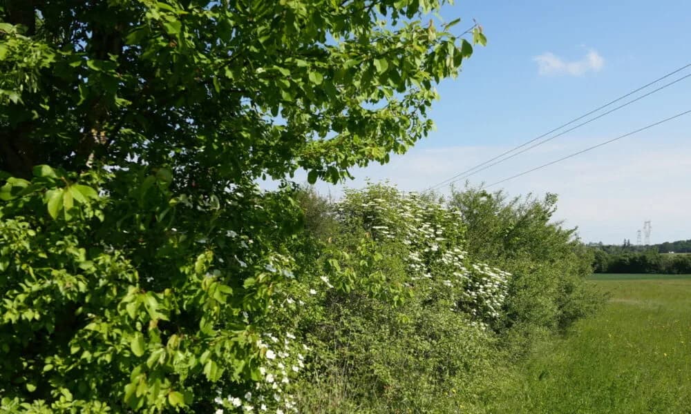 Haie bocagère plantée par Haie’volution dans les Coteaux du Layon