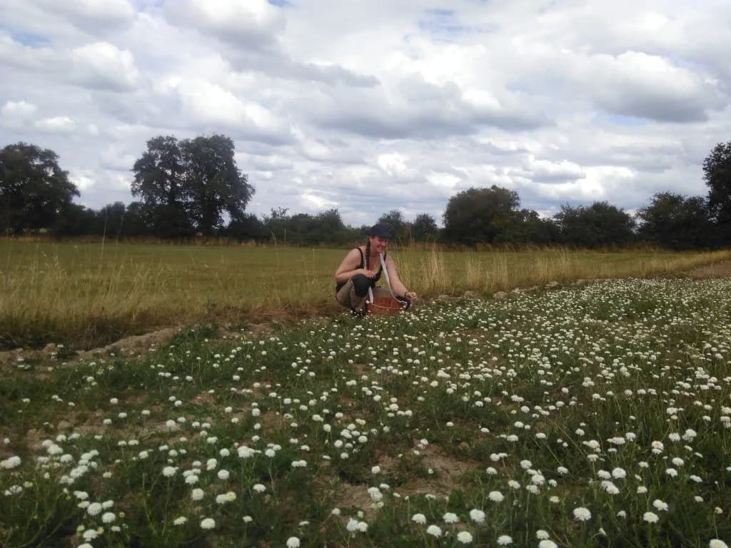 Coraline Coutant en cueillette de plantes aromatiques à la Ferme de la Monnière