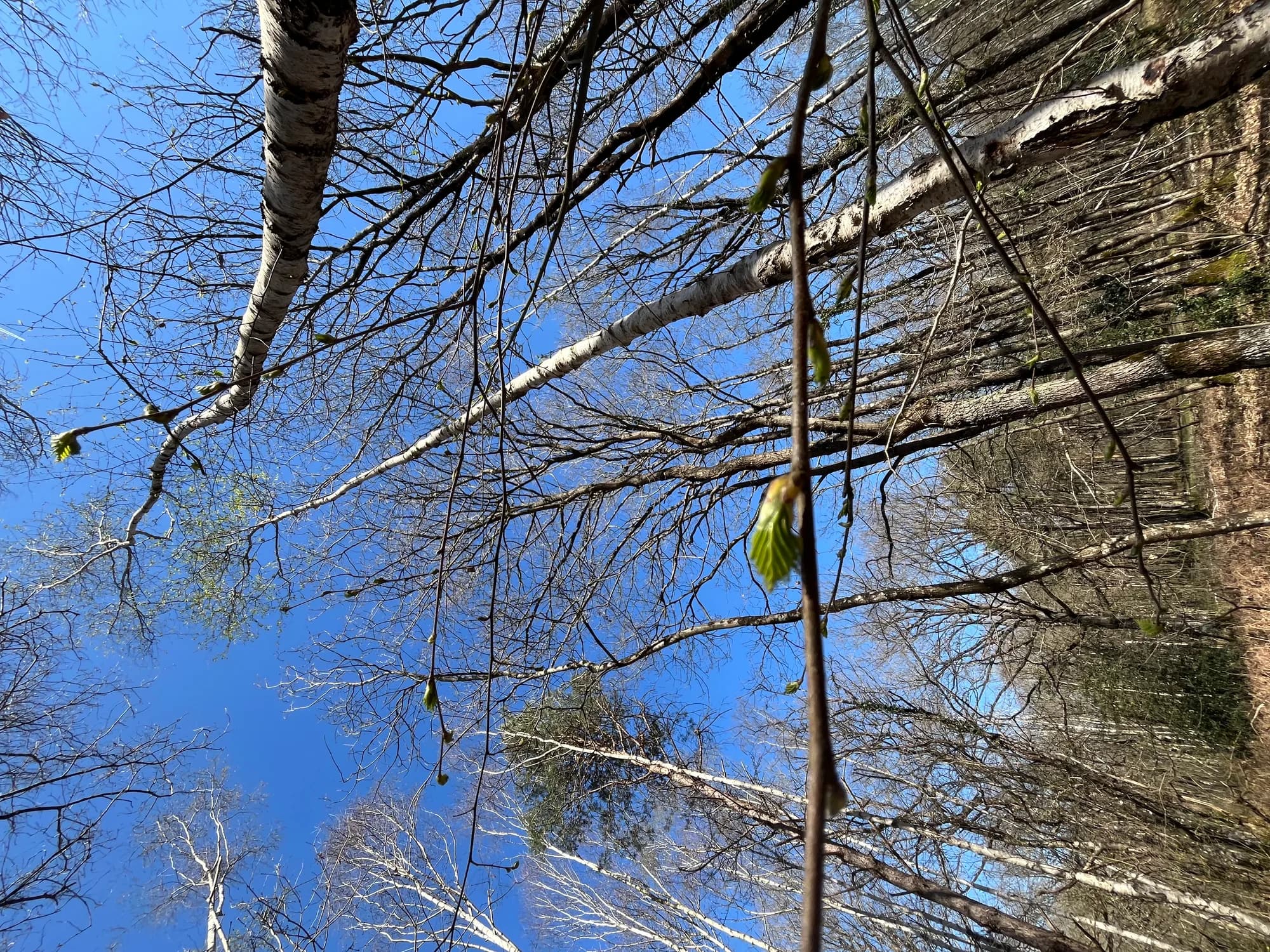 Bouleau Verruqueux — vue 4