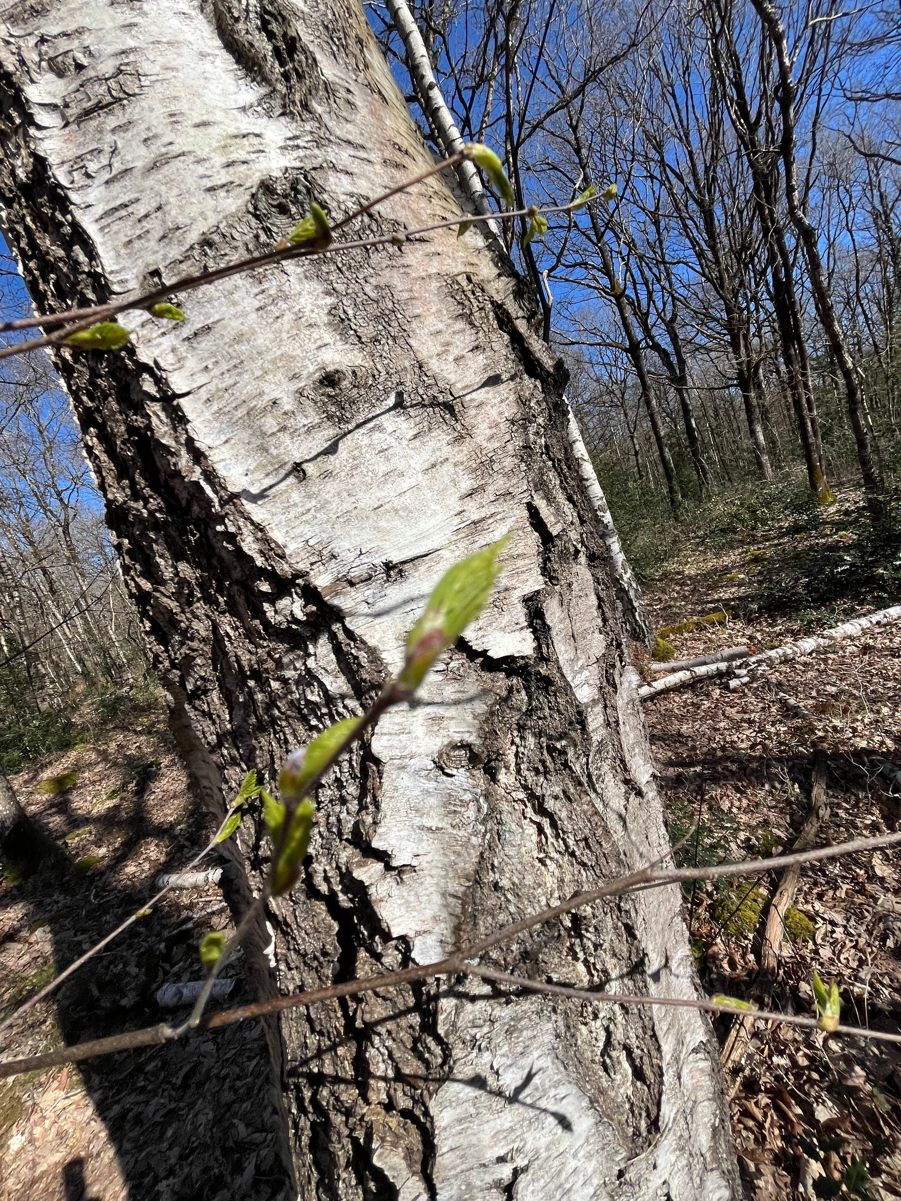 Bouleau Verruqueux — vue 2