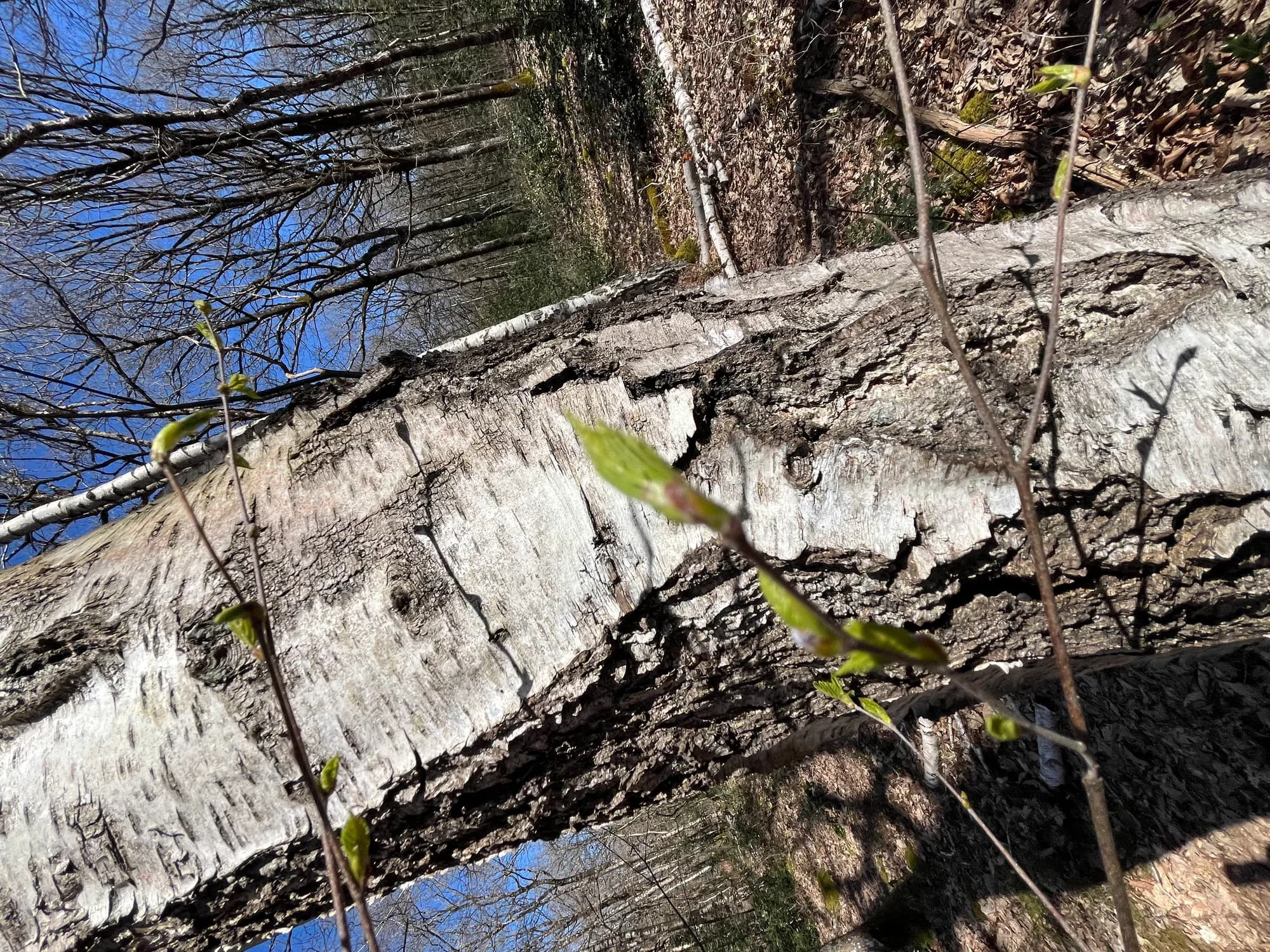 Bouleau Verruqueux — vue 3