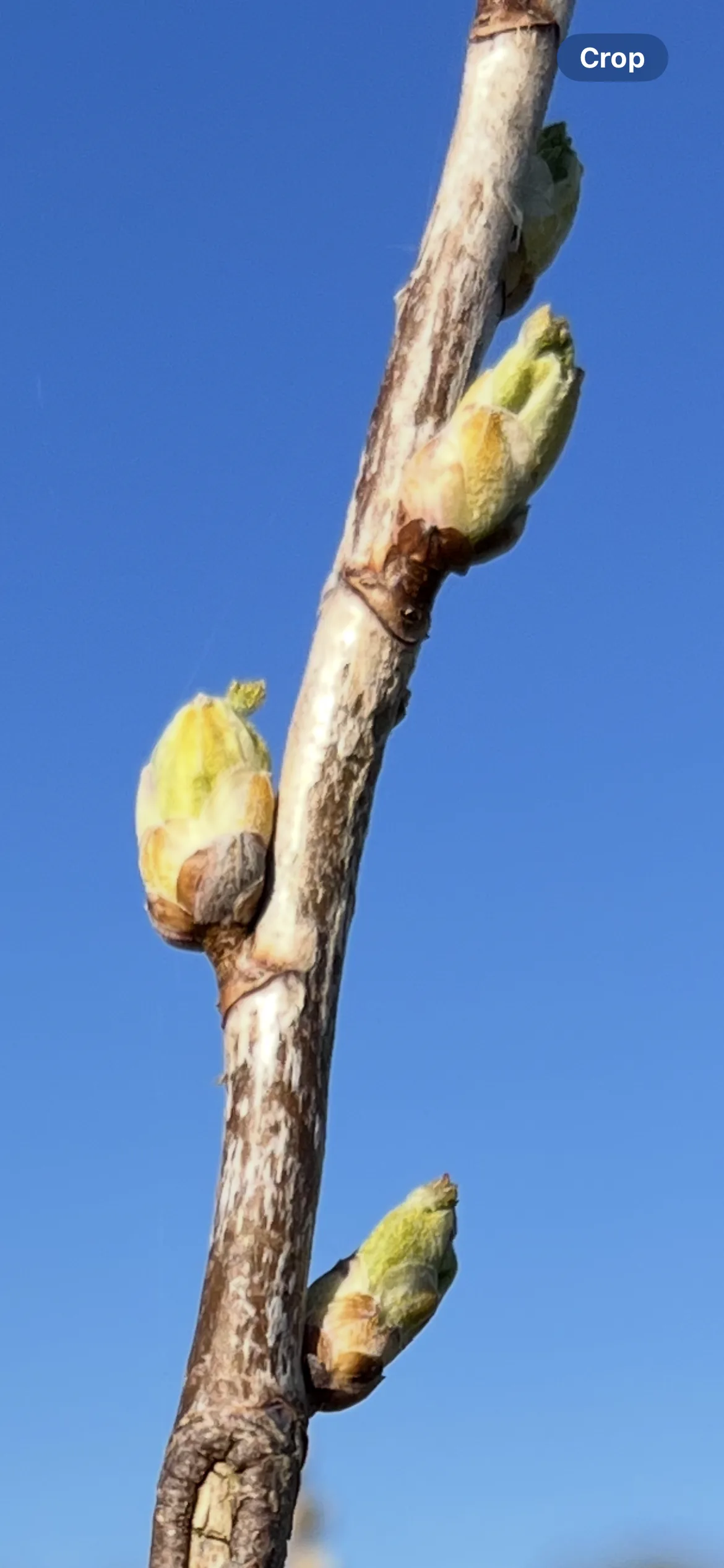 Cassis — vue 3