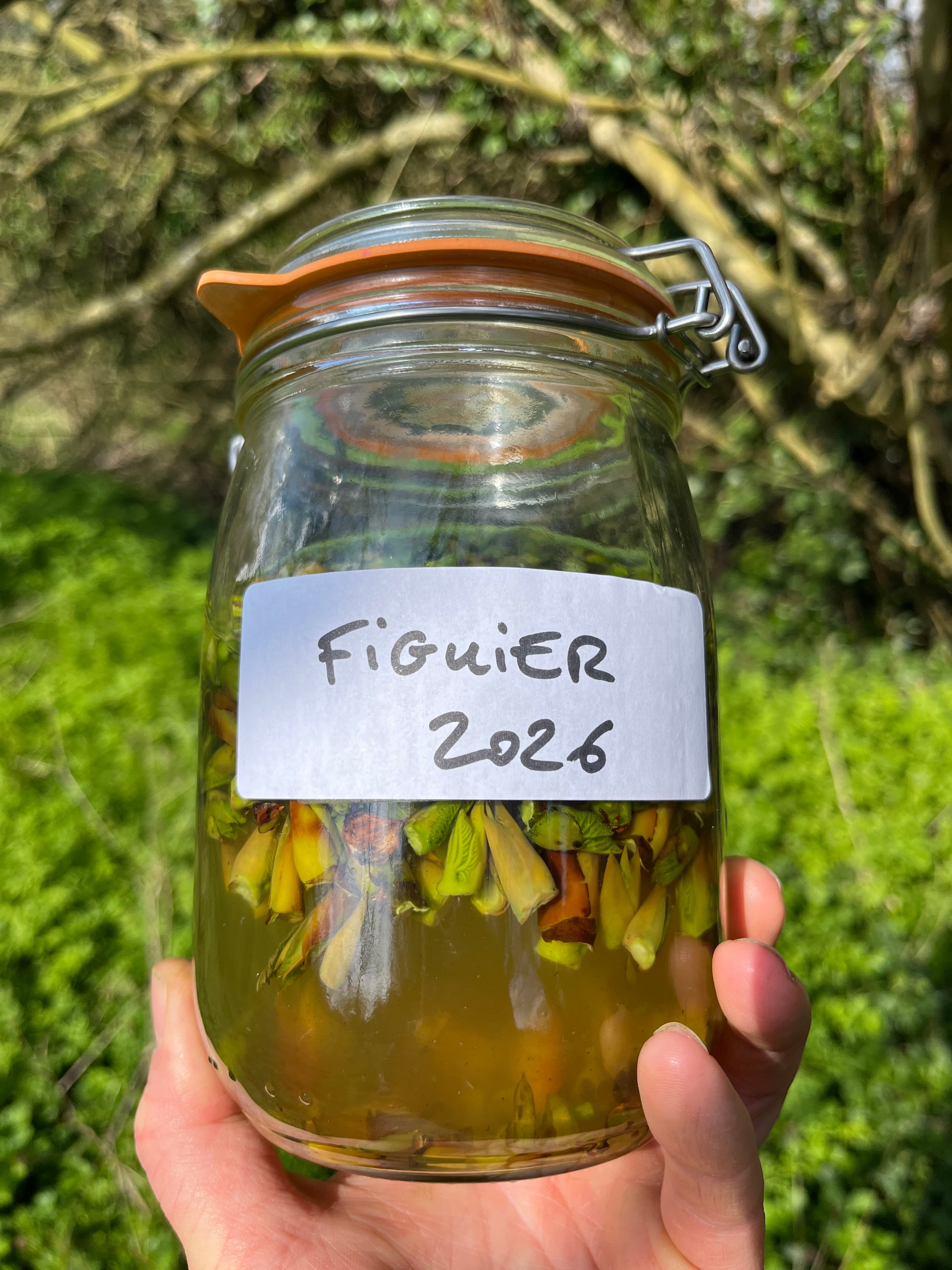 Figuier — vue 2