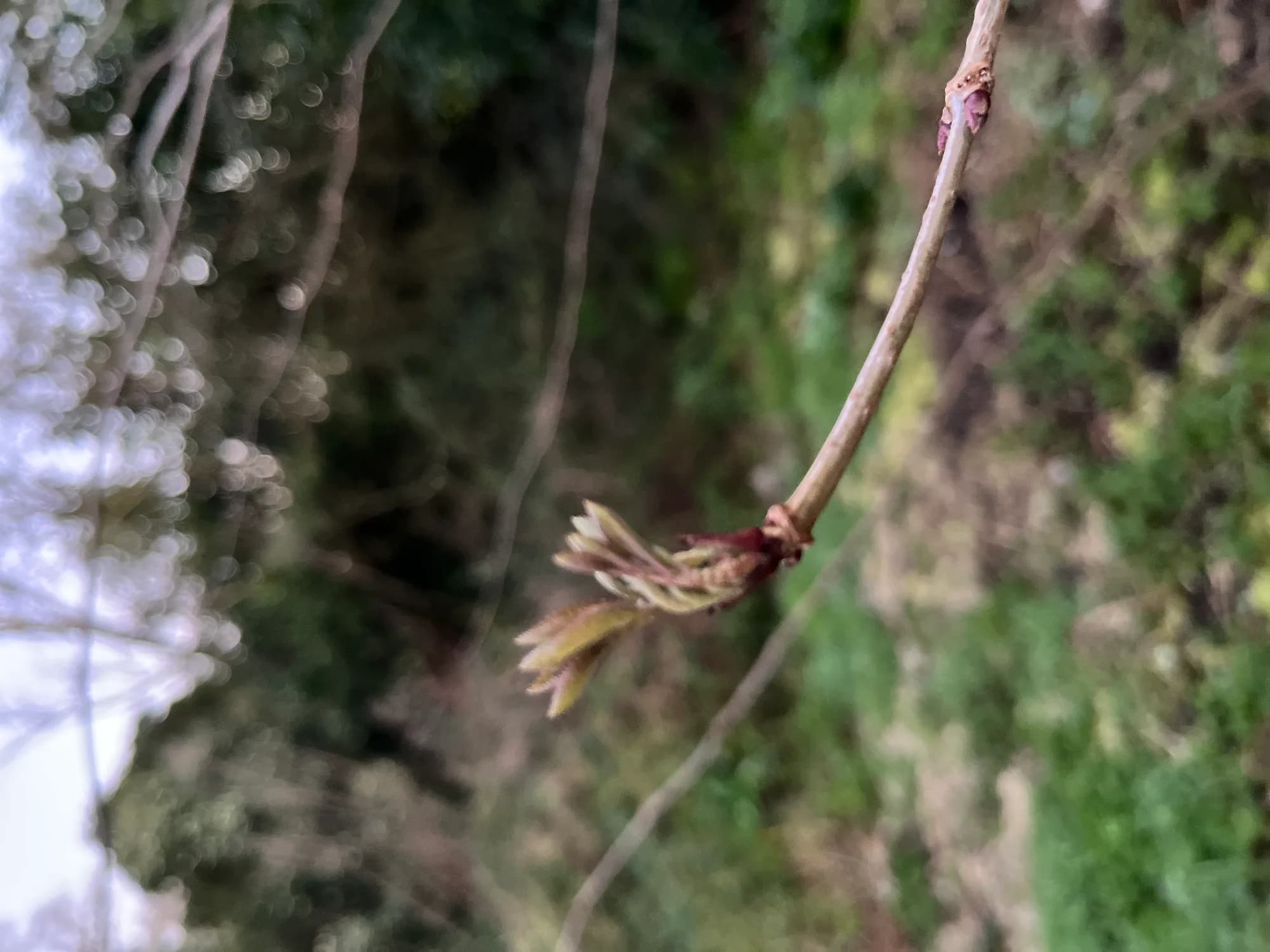 Sureau noir — vue 3