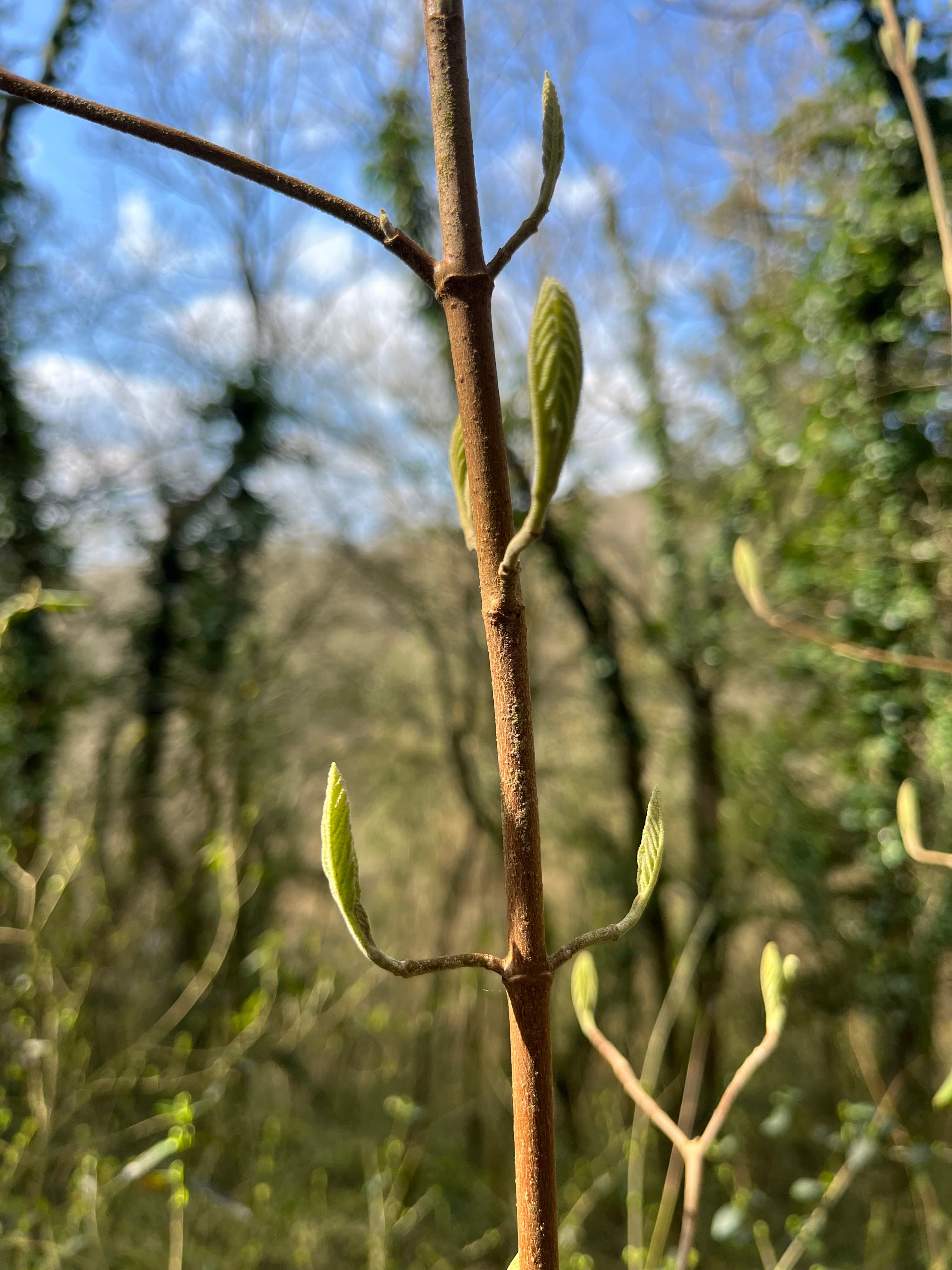 Viorne lantane — vue 3