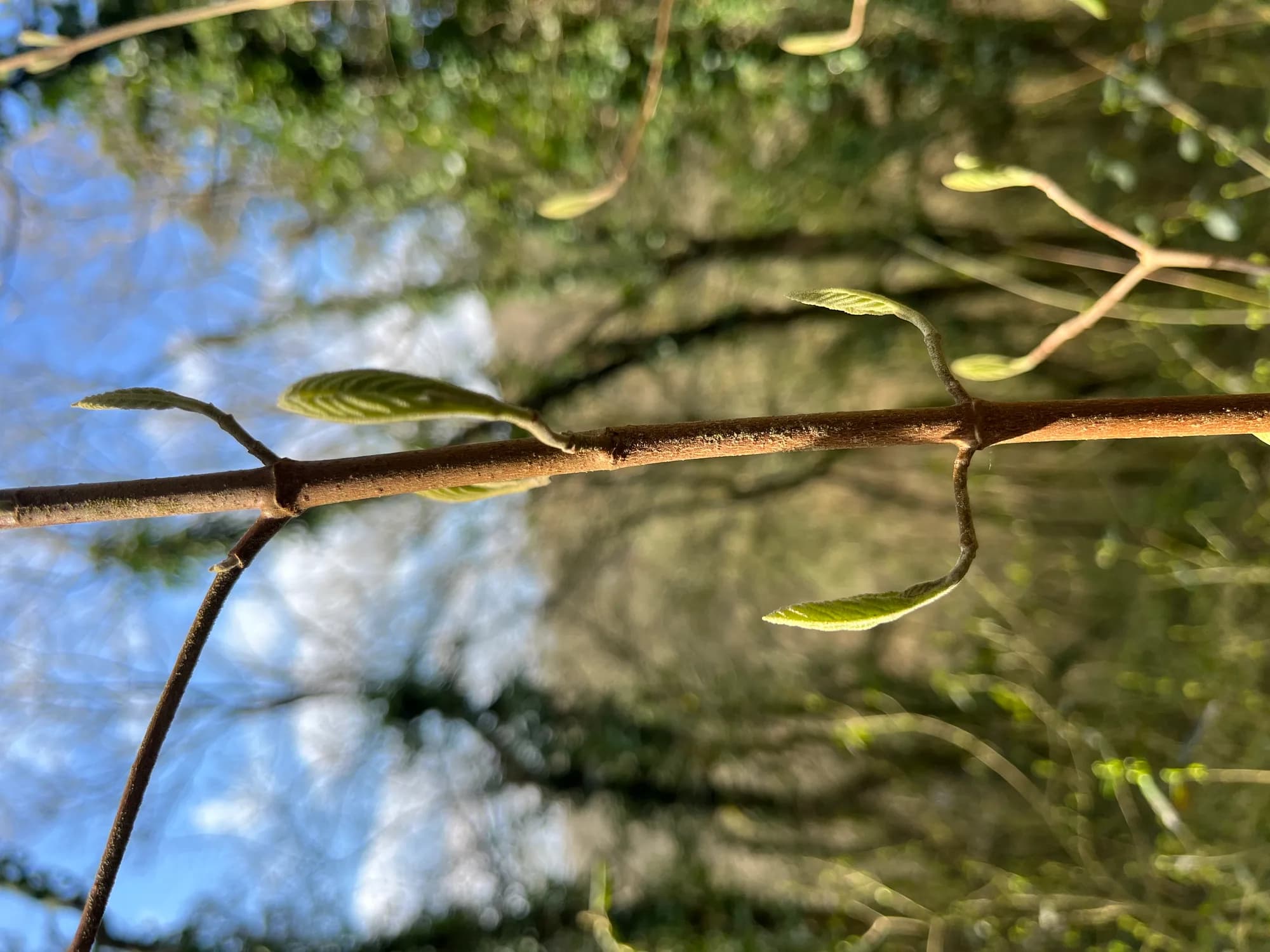 Viorne lantane — vue 3