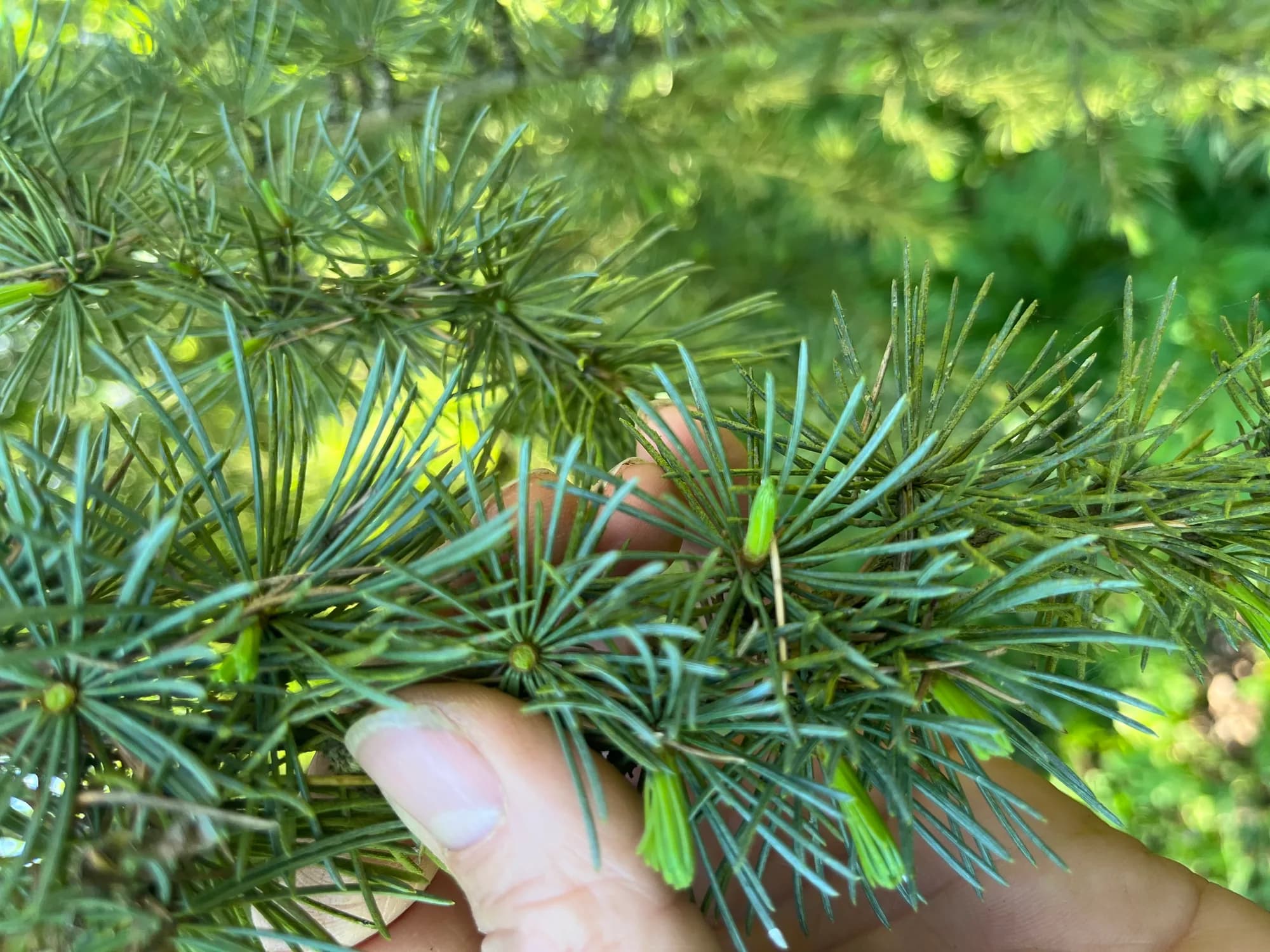 Qu'est-ce qu'un bourgeon ? Le secret de la gemmothérapie expliqué
