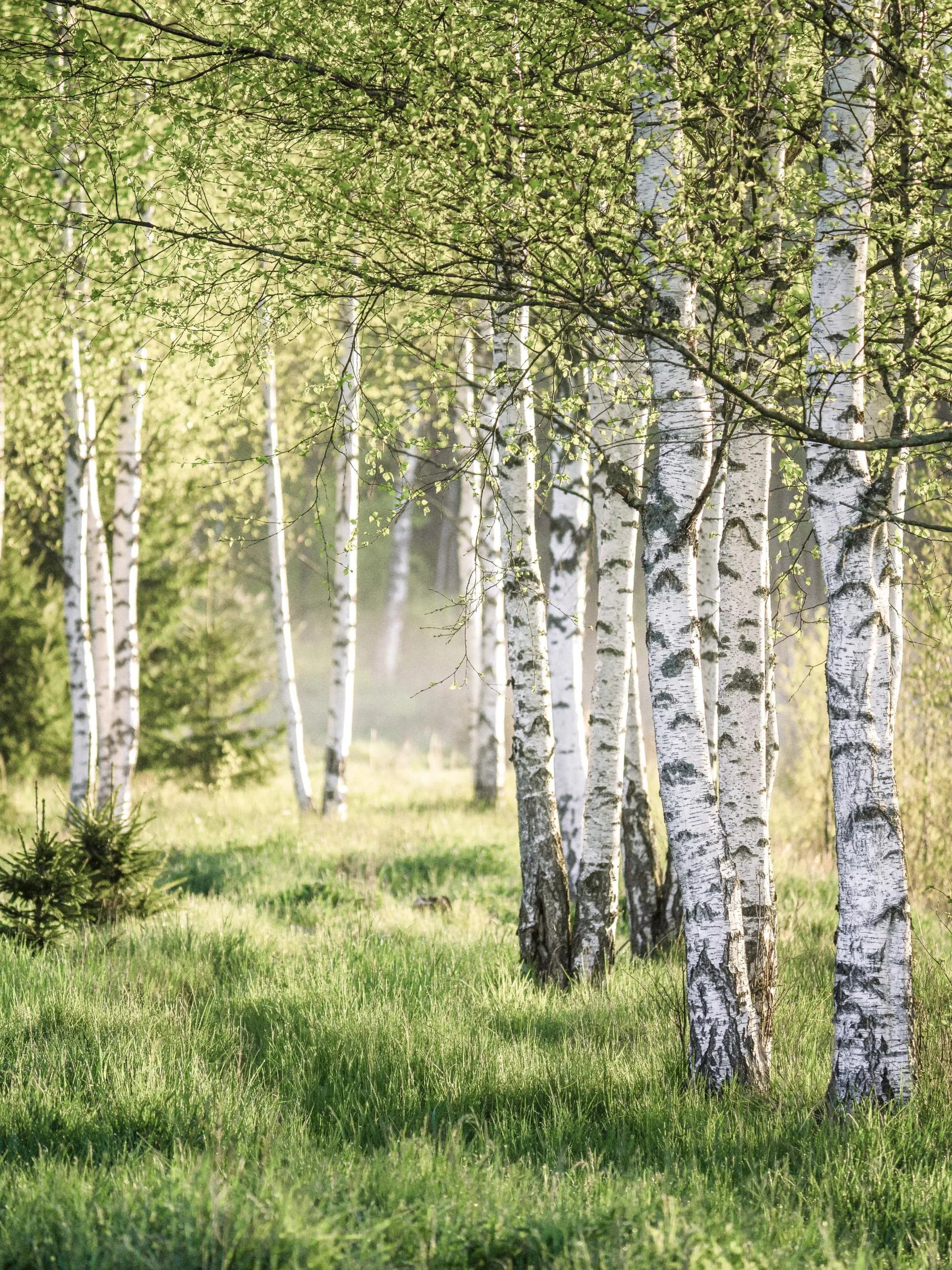 Forêt de bouleaux au printemps