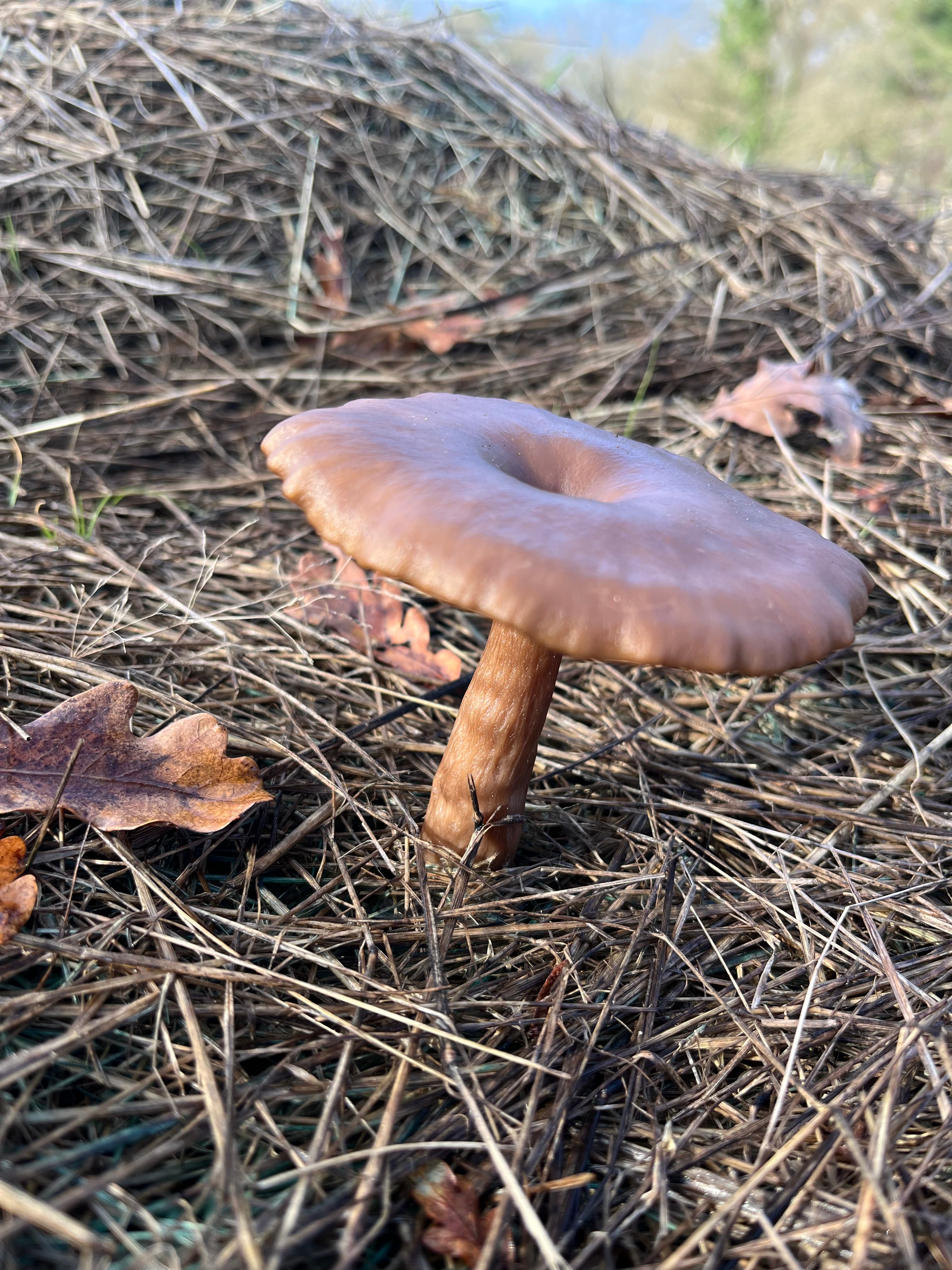 Champignon sauvage sur paillage du sanctuaire à l'automne — un signe de vie du sol