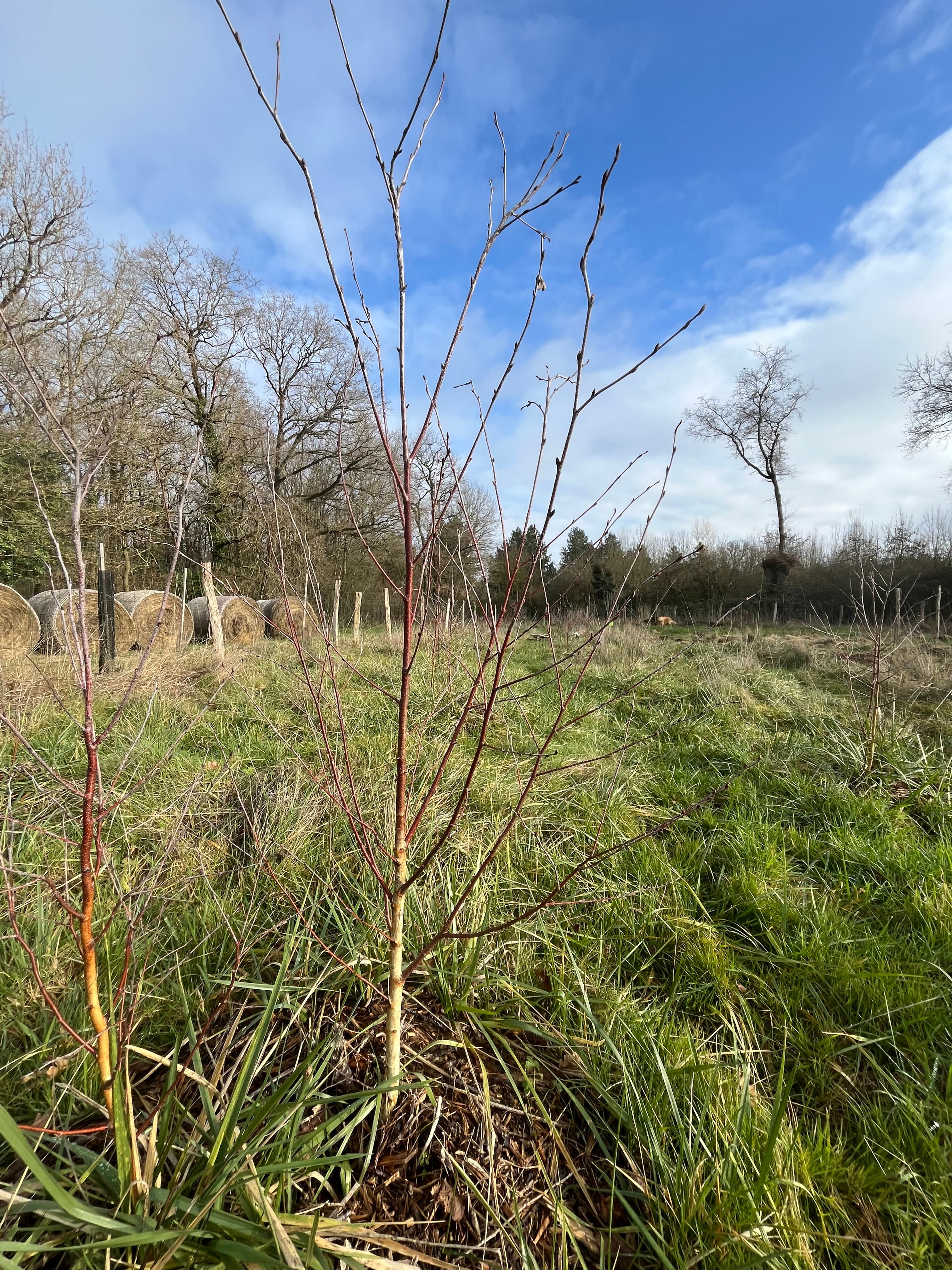 Rangée d'arbres en début de débourrement, ciel bleu de fin d'hiver