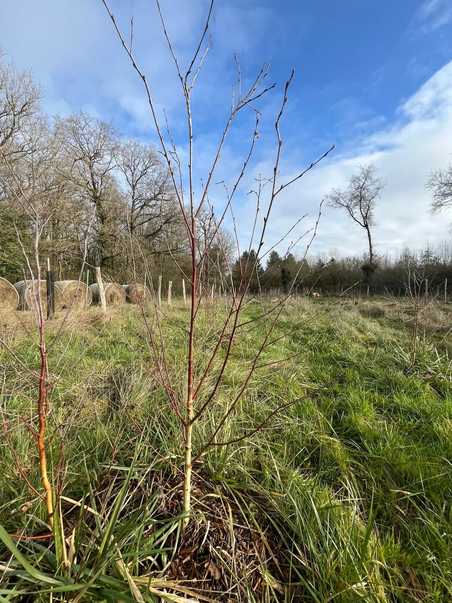 Rangée d'arbres en début de débourrement, ciel bleu de fin d'hiver
