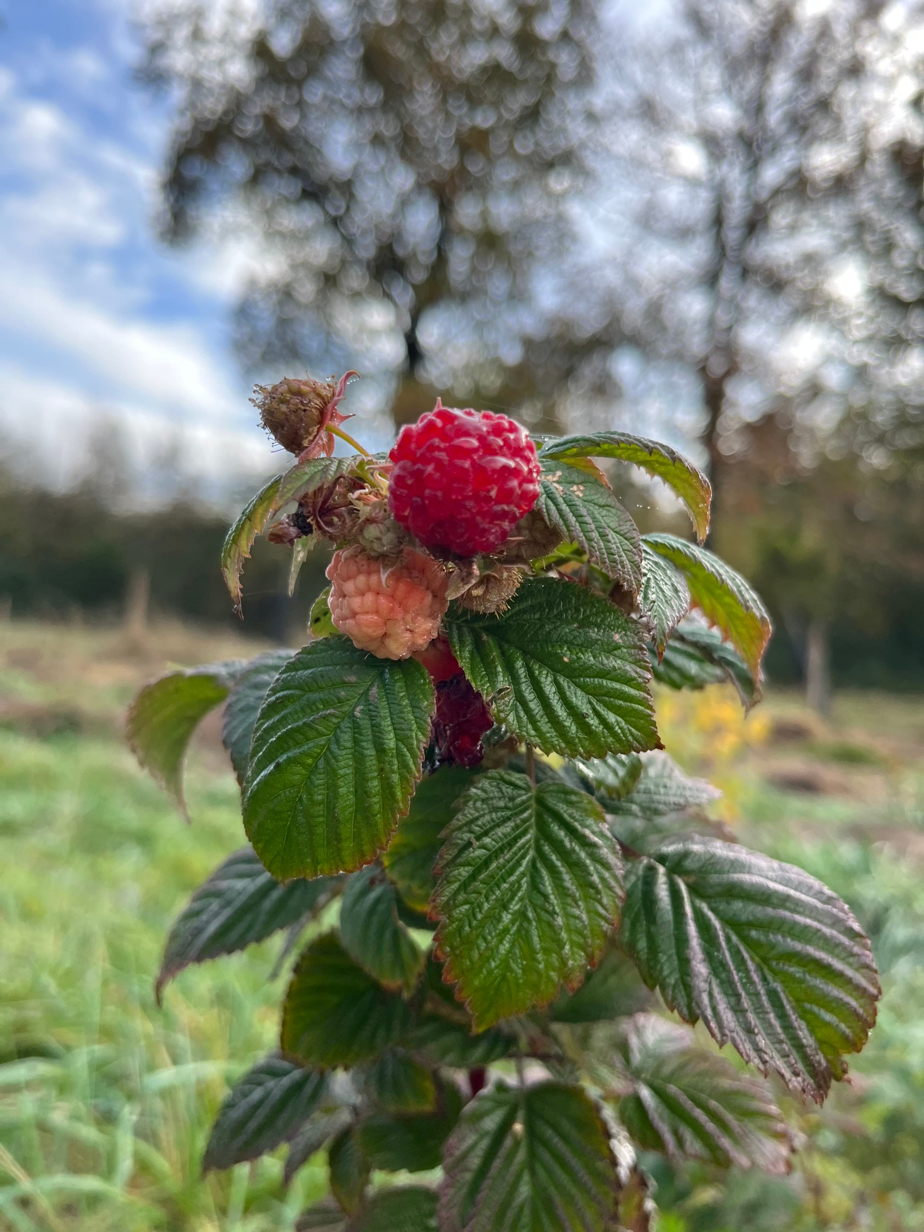 Framboises mûres du sanctuaire en été
