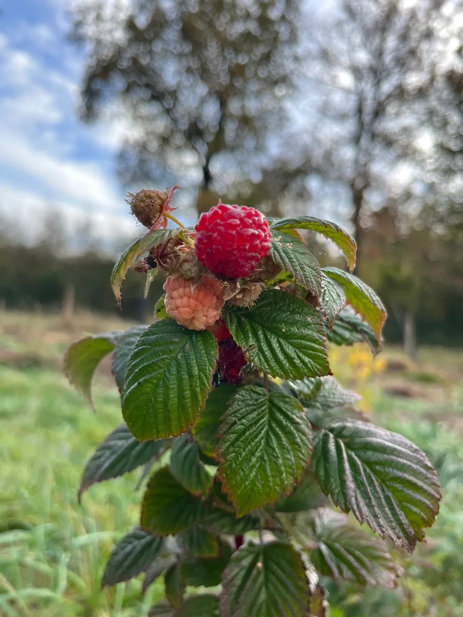 Framboises mûres du sanctuaire en été