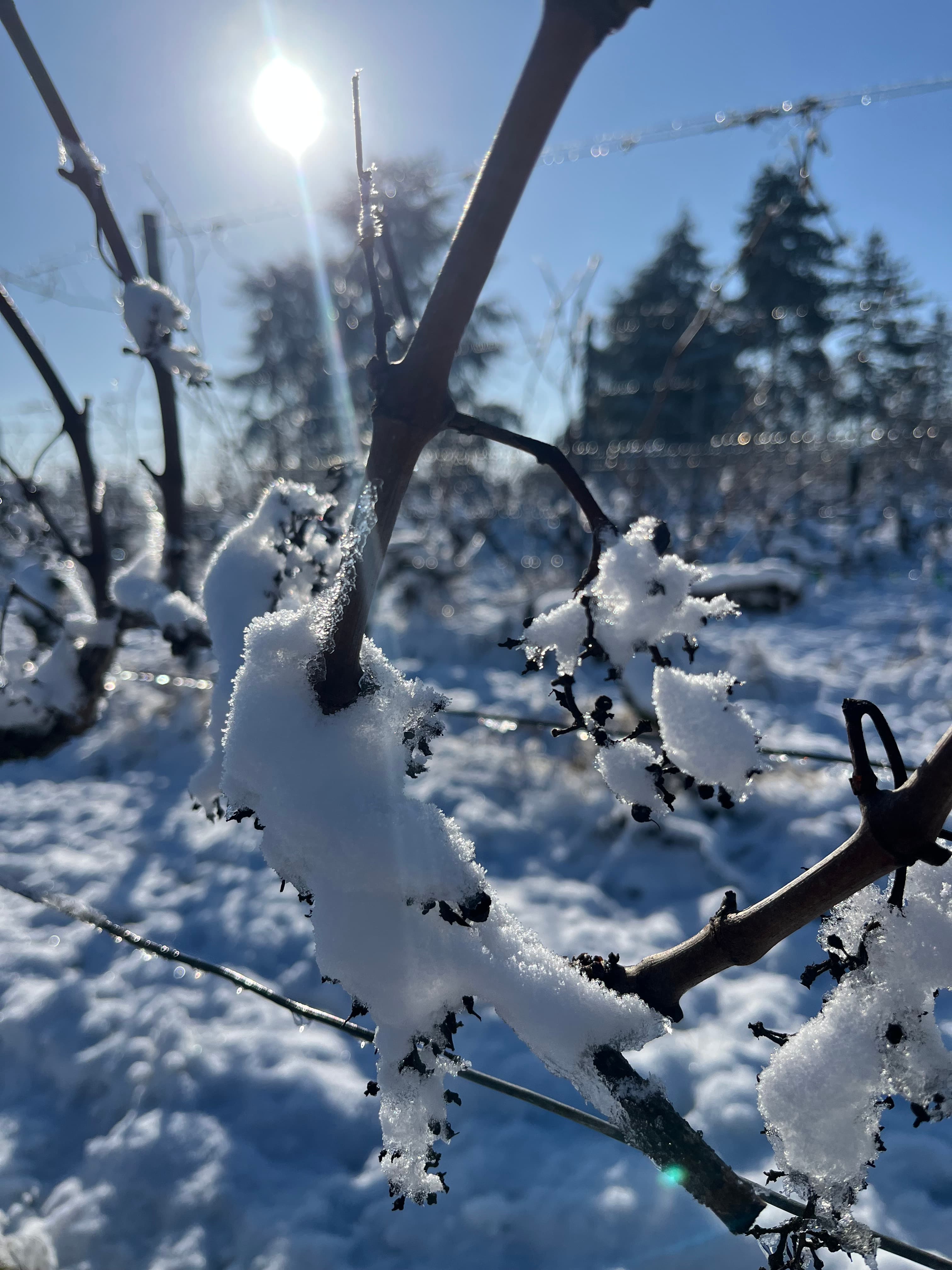 Le sanctuaire sous la neige — branches et soleil rasant en hiver