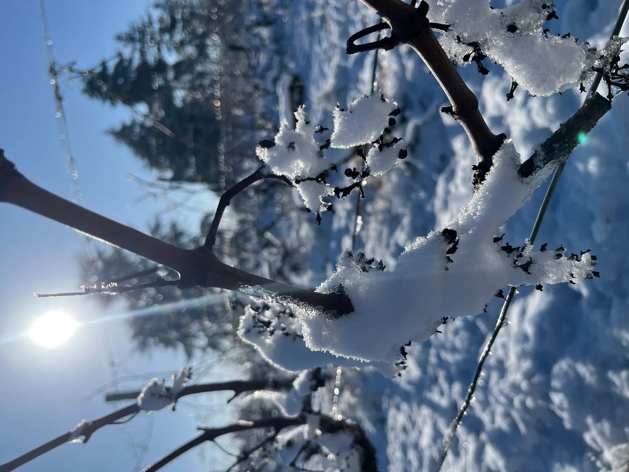 Le sanctuaire sous la neige — branches et soleil rasant en hiver