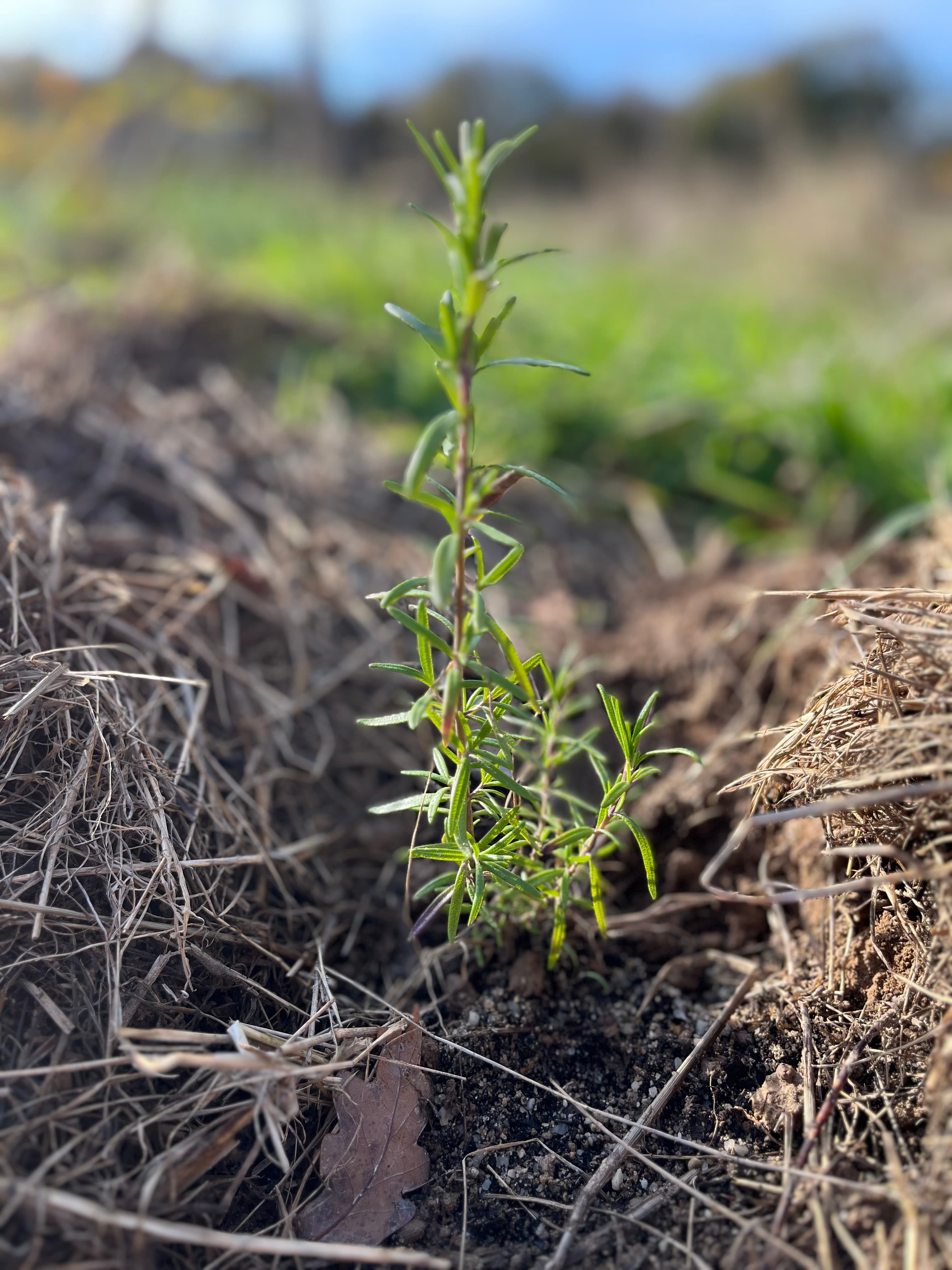 Jeune genévrier planté sur la zone lande, entouré de paillage