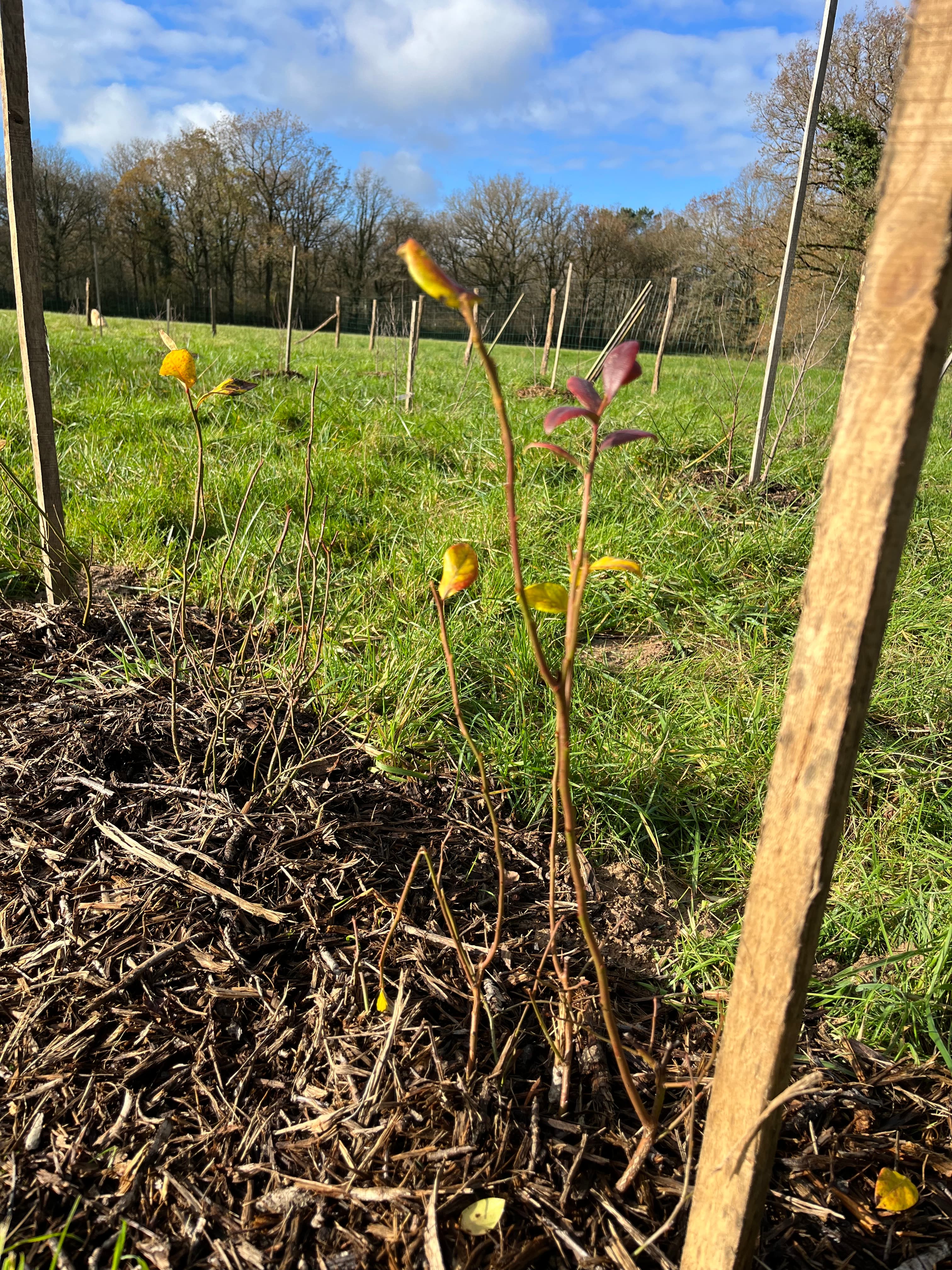Jeune plant paillé au foin de la prairie voisine