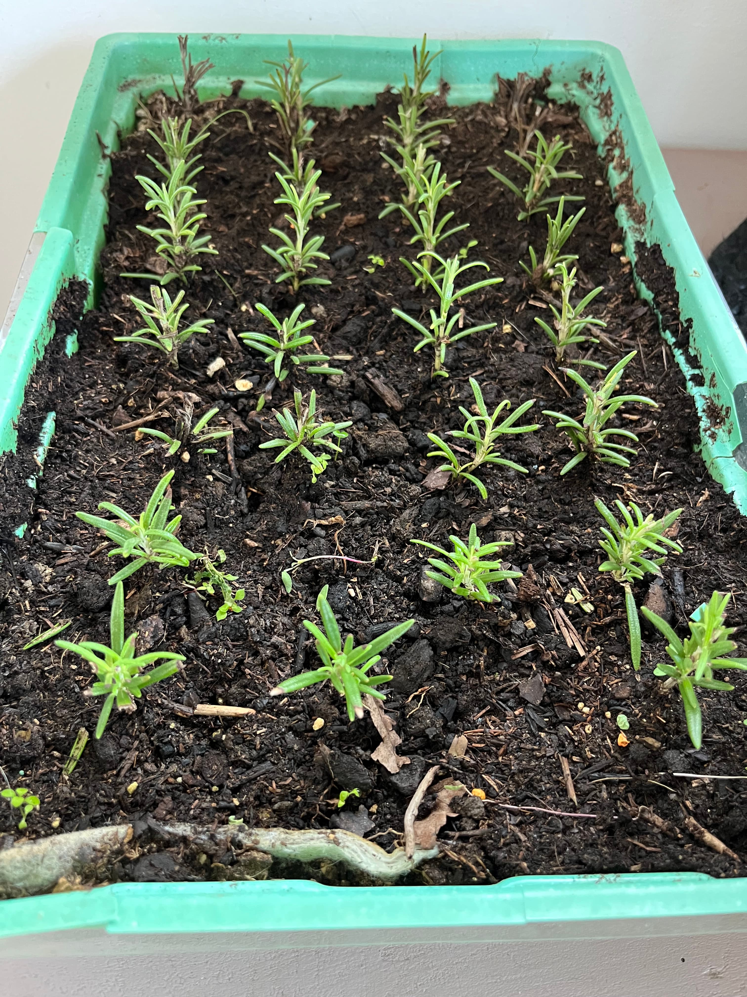 Jeunes plants en godets prêts pour la plantation au sanctuaire