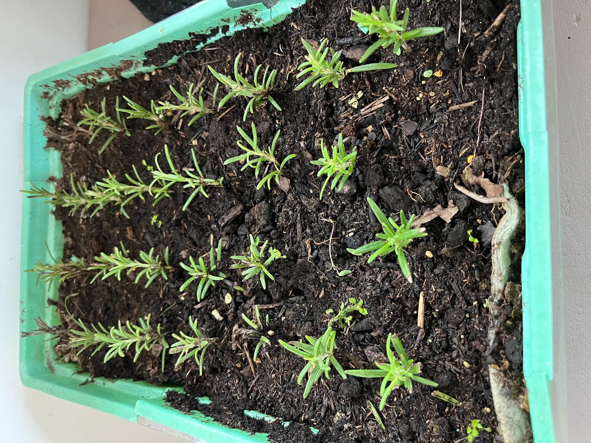 Jeunes plants en godets prêts pour la plantation au sanctuaire