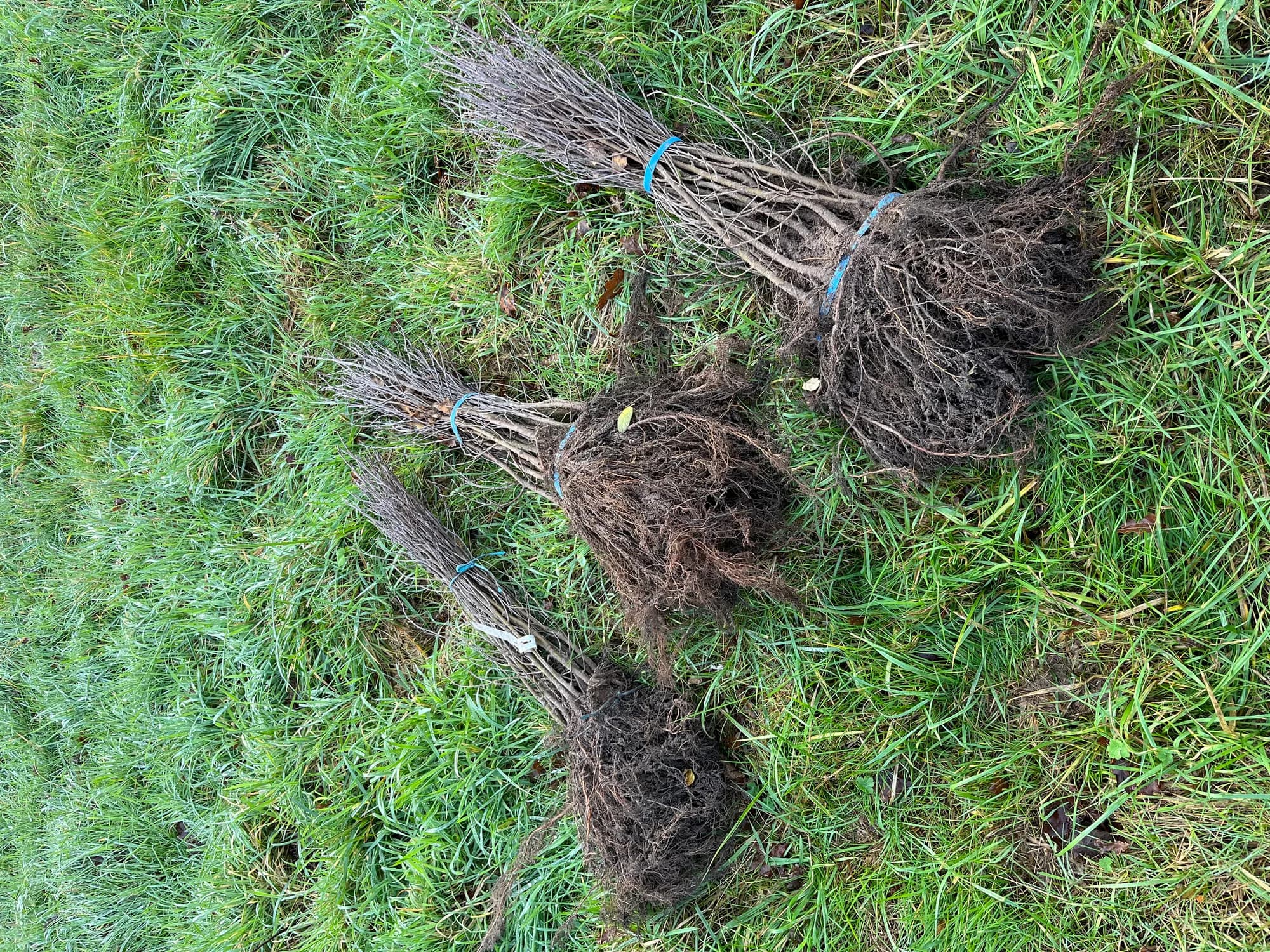 Plants à racines nues prêts à être mis en terre au sanctuaire