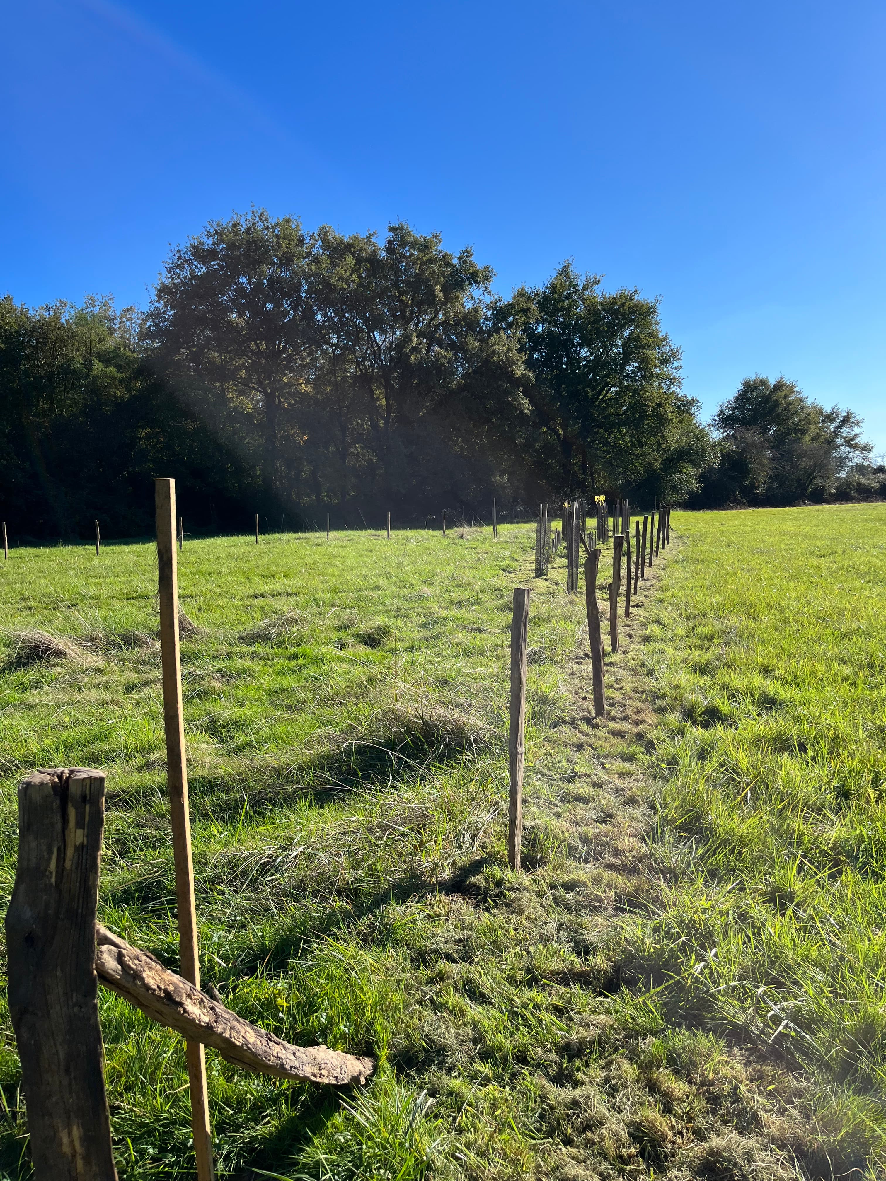 Rangée d'arbres nouvellement plantés dans le sanctuaire