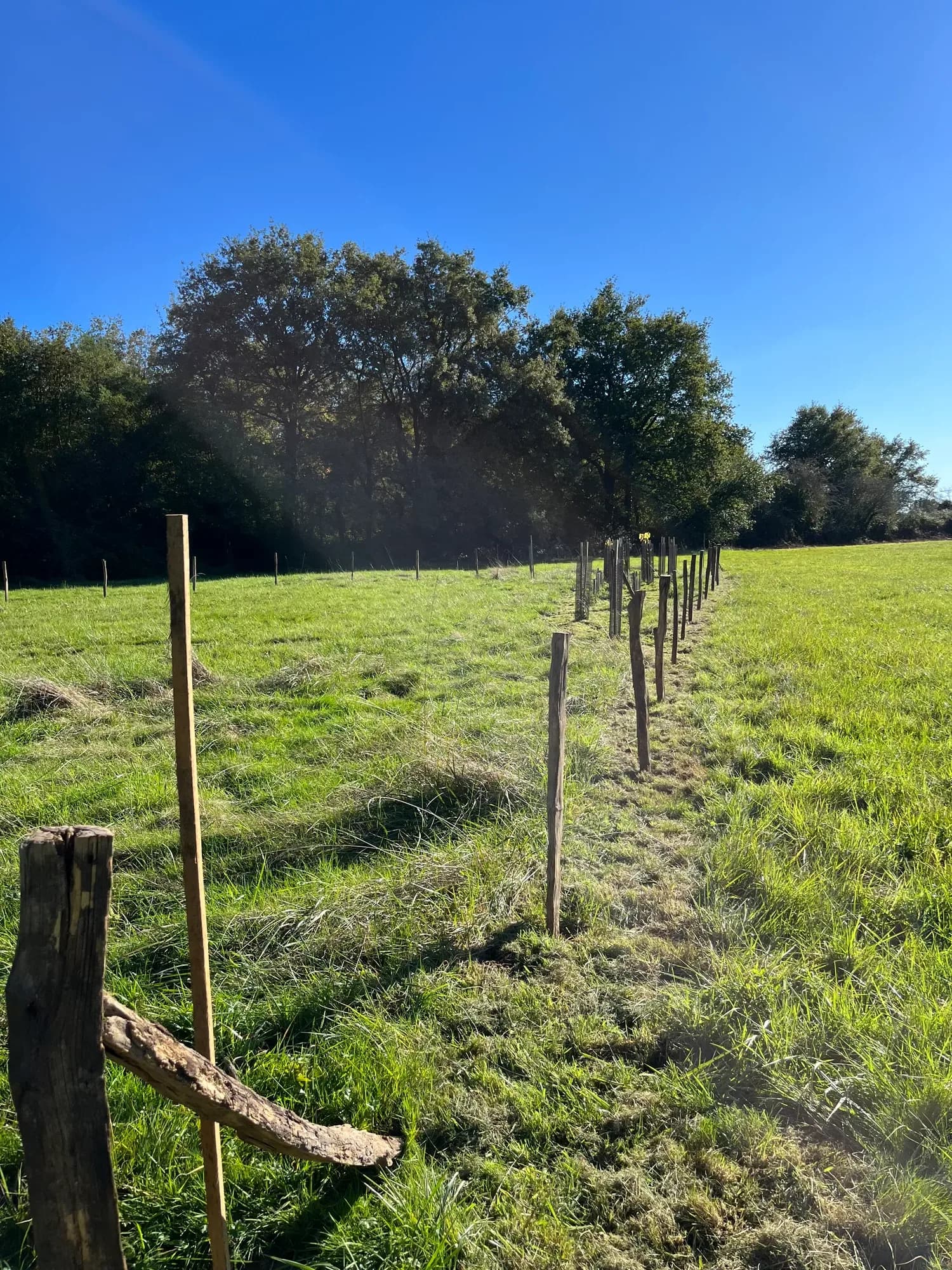 Rangée d'arbres nouvellement plantés dans le sanctuaire