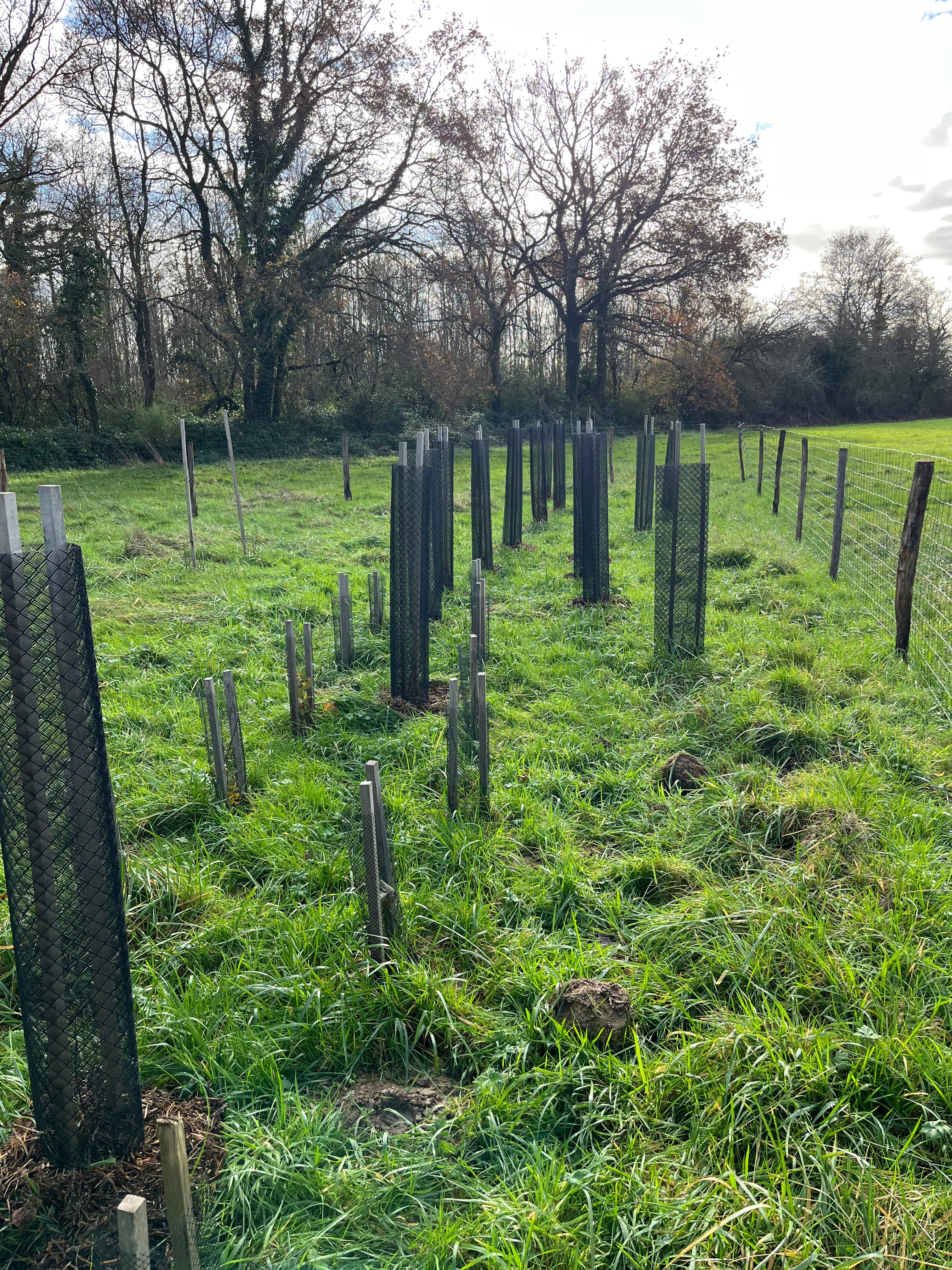 Rangées de jeunes plants protégés par des manchons